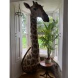 Impressive and rare shoulder and head taxidermy Giraffe mounted on wooden shield.