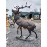 Exceptional quality lifesize bronze model of Stag on craggy rock. {228 cm H x 160 cm W x 120 cm D}.