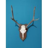 Set of Deer antlers and skull mounted on oak plaque with brass name plate {76 cm H x 53 cm W x 40 cm