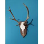 Set of Deer antlers and skull mounted on oak plaque with brass name plate {70 cm H x 42 cm W x 40 cm