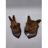 Two early 20th C. taxidermy heads - Fox and Rabbit mounted on oak plaques {23 cm H x 17 cm W and