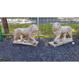 Pair of 1950s moulded stone models of Lions {55 cm H x 74 cm W x 24 cm D}.