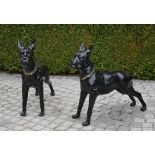 Pair of cast iron models of standing Boxer Dogs wearing collar {80 cm H x 80 cm W}.