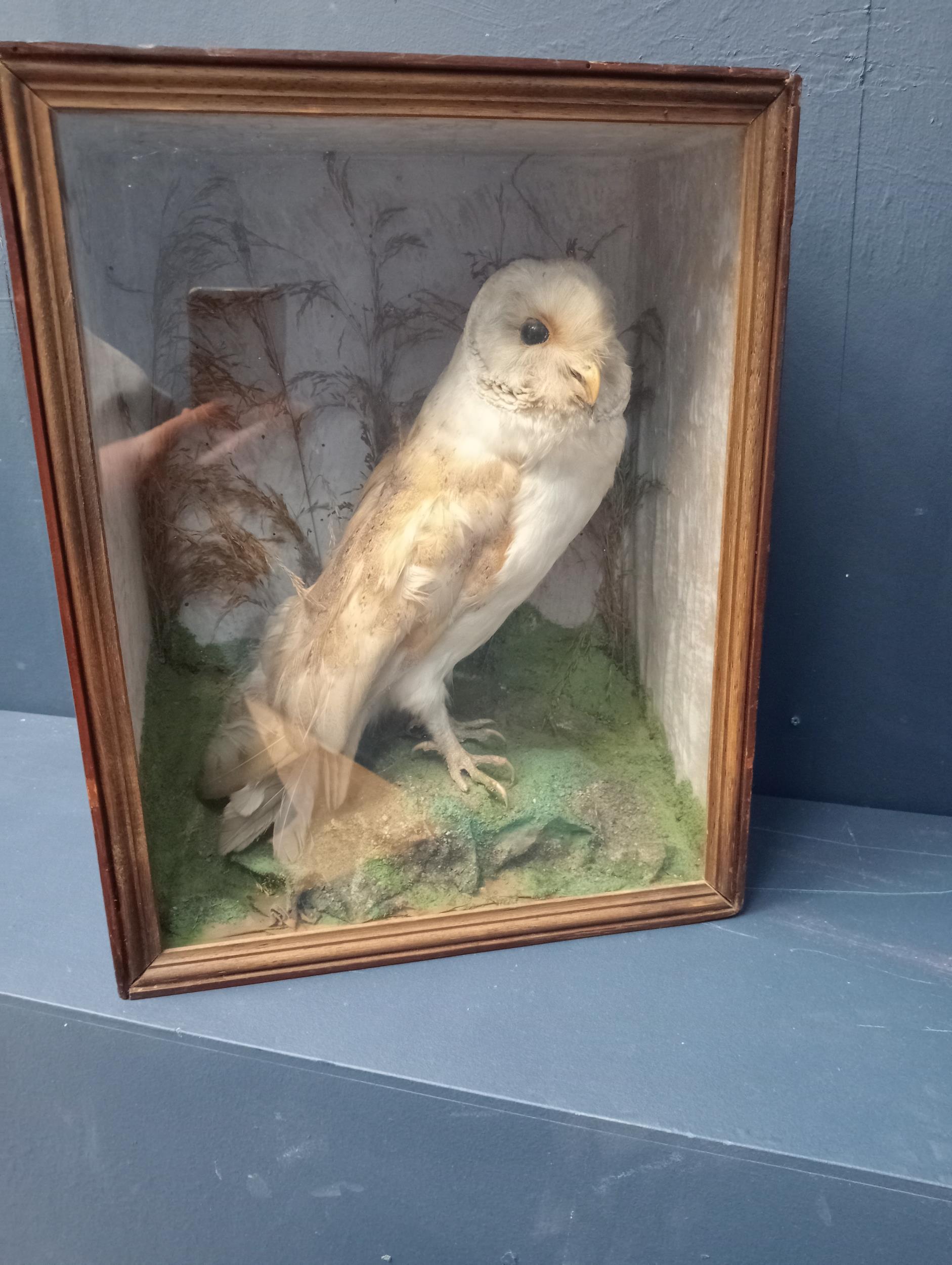 Taxidermy barn owl in glass showcase {H 39cm x W 31cm x D 17cm }.