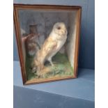 Taxidermy barn owl in glass showcase {H 39cm x W 31cm x D 17cm }.