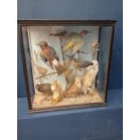 Taxidermy bird case - Owl, Robins, Squirrel, Jay, Rail, Song thrush, Woodcock, Sparrow, Bull