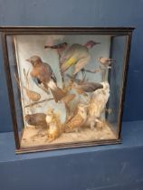 Taxidermy bird case - Owl, Robins, Squirrel, Jay, Rail, Song thrush, Woodcock, Sparrow, Bull