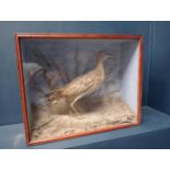 Taxidermy curlew bird in glazed showcase {H 41cm x W 52cm }.