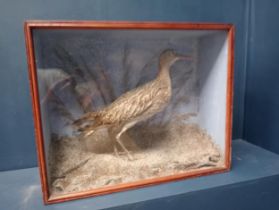 Taxidermy curlew bird in glazed showcase {H 41cm x W 52cm }.