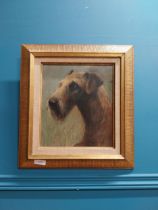 Oil on board - Irish Terrier - Anne Tallentire {43 cm H x 40 cm W}.