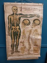 Elementary Physiology The Skeleton medical hanging chart. {102 cm H x 66 cm W}