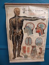 Elementary Physiology The Brain and Nervous System medical hanging chart. {102 cm H x 66 cm W}