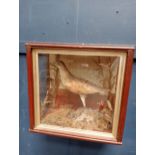 Taxidermy corncrake in glazed showcase {H 30cm x W 30cm x D 17cm }.