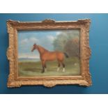 19th C. oil on canvas Study of Horse mounted in giltwood frame. {62 cm H x 77 cm W}.