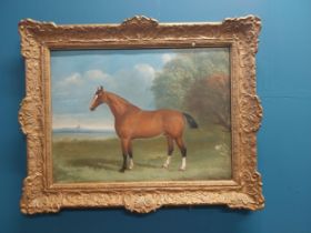 19th C. oil on canvas Study of Horse mounted in giltwood frame. {62 cm H x 77 cm W}.