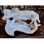Extremely rare large 19th C. Hippopotamus skull comprised of upper and lower jaw complete with tusks
