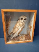 Taxidermy Tawny Owl in glazed showcase {H 38cm x W 34cm x D 15cm }.