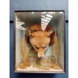Taxidermy foxes head in glazed showcase {H 38cm x W 31cm x D 17cm }.
