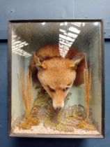 Taxidermy foxes head in glazed showcase {H 38cm x W 31cm x D 17cm }.