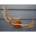 Antler horns mounted on wooden plaque {H 112cm x W 42cm x D 47cm }.