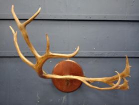 Antler horns mounted on wooden plaque {H 112cm x W 42cm x D 47cm }.