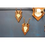 Pair of antlers mounted on wooden plaque {H 26cm x W 14cm x D 19cm }.