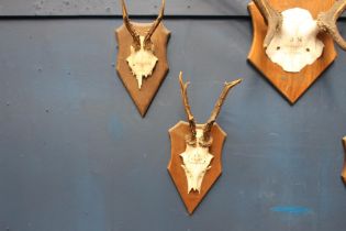 Pair of antlers mounted on wooden plaque {H 26cm x W 14cm x D 19cm }.