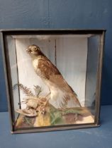 Taxidermy sparrowhawk and prey in glazes showcase {H 36cm x W 34cm x D 17cm }.