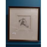 Framed pencil drawing of Horse - B C Stack. {45 cm H x 41 cm W}.