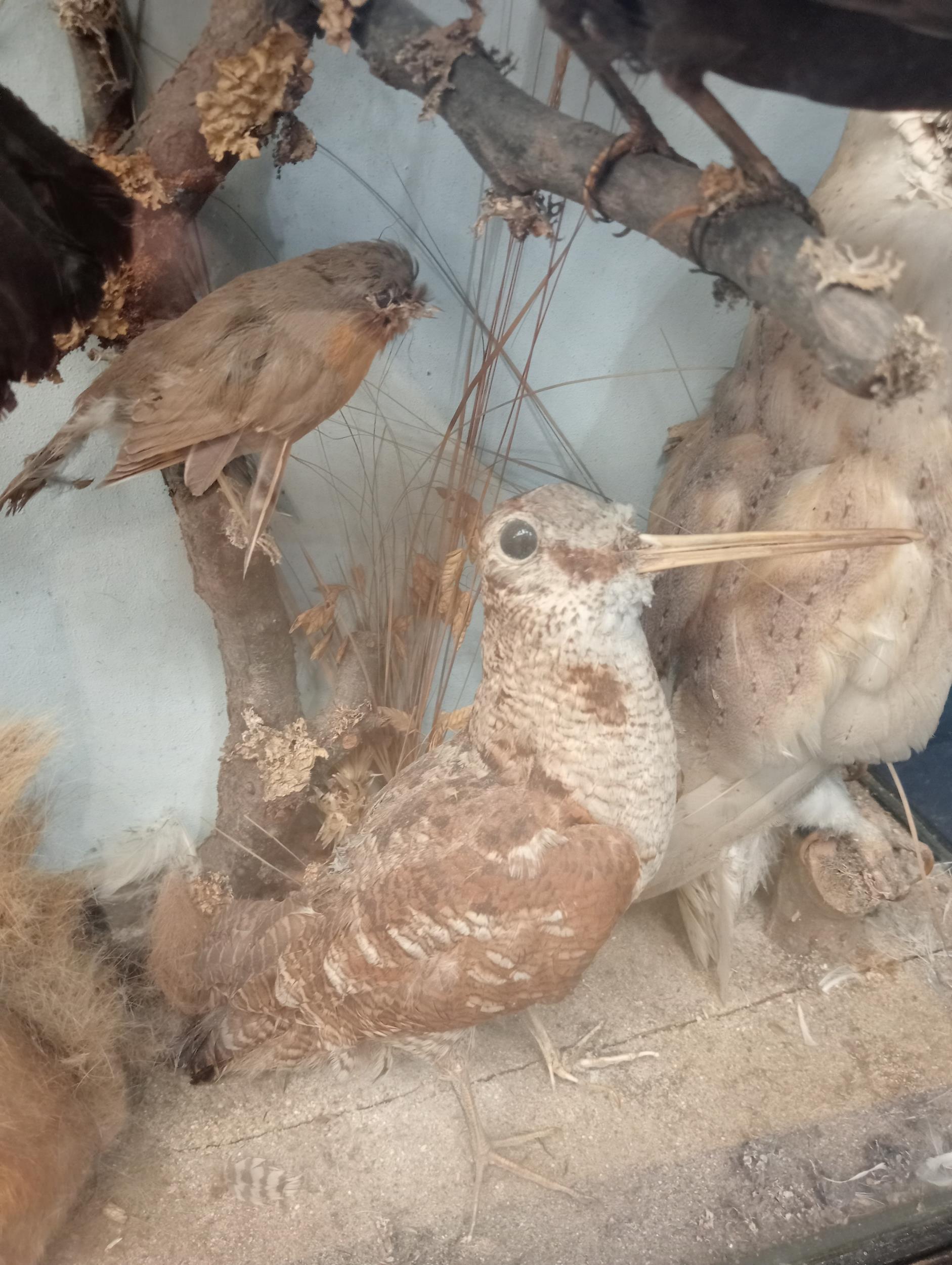 Taxidermy bird case - Owl, Robins, Squirrel, Jay, Rail, Song thrush, Woodcock, Sparrow, Bull - Image 3 of 4