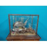 Early 20th C. taxidermy Hawk and Pheasant mounted in stained pine glazed case {52 cm H 75 cm W