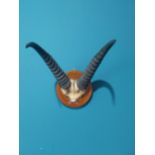 Early 20th C. Waterbuck horns mounted on oak plaque {35 cm H 28 cm W 30cm D}.