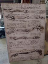 Anatomical wall chart originally from the Royal College of Surgeons{270 cm H x 94 cm W x 2 cm D}.
