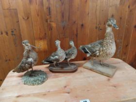 Three taxidermy birds - Ducks and Corncrake