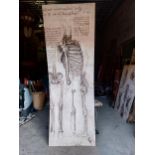 Anatomical wall chart originally from the Royal College of Surgeons{268 cm H x 94 cm W x 2 cm D}.
