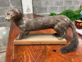 Taxidermy model of Weasel {20 cm H x 40 cm W x 10 cm D}.