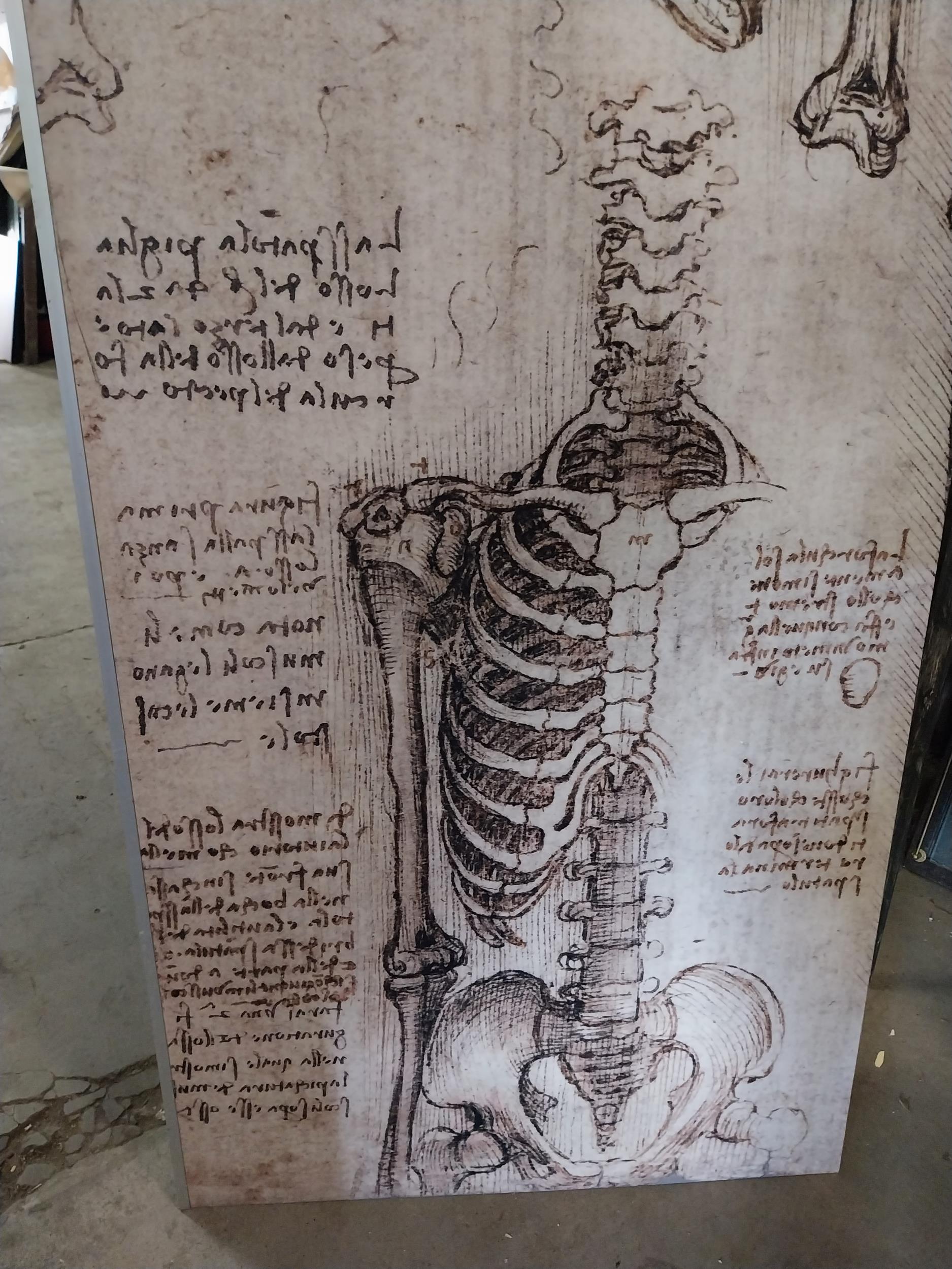 Anatomical wall chart originally from the Royal College of Surgeons{178 cm H x 122 cm W x 2 cm D}. - Image 2 of 3