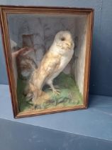 Taxidermy barn owl mounted in glass case {H 39cm x W 31cm x D 17cm }.