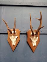 Pair of Deer antlers mounted on plaques {H 40cm x W 15cm x D 17cm }.