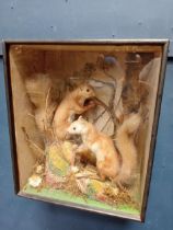 Pair of taxidermy squirrels mounted in glass case {H 47cm x W 40cm x D 23cm }.