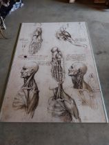 Anatomical wall chart originally from the Royal College of Surgeons{170 cm H x 120 cm W x 2 cm D}.