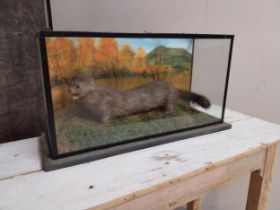 Early 20th C. taxidermy Mink mounted in metal glazed case {33 cm H x 63 cm W x 22 cm D}.