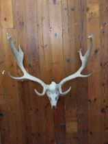 Stag Antlers and Skull {76 cm H x 65 cm W x 38 cm D}.
