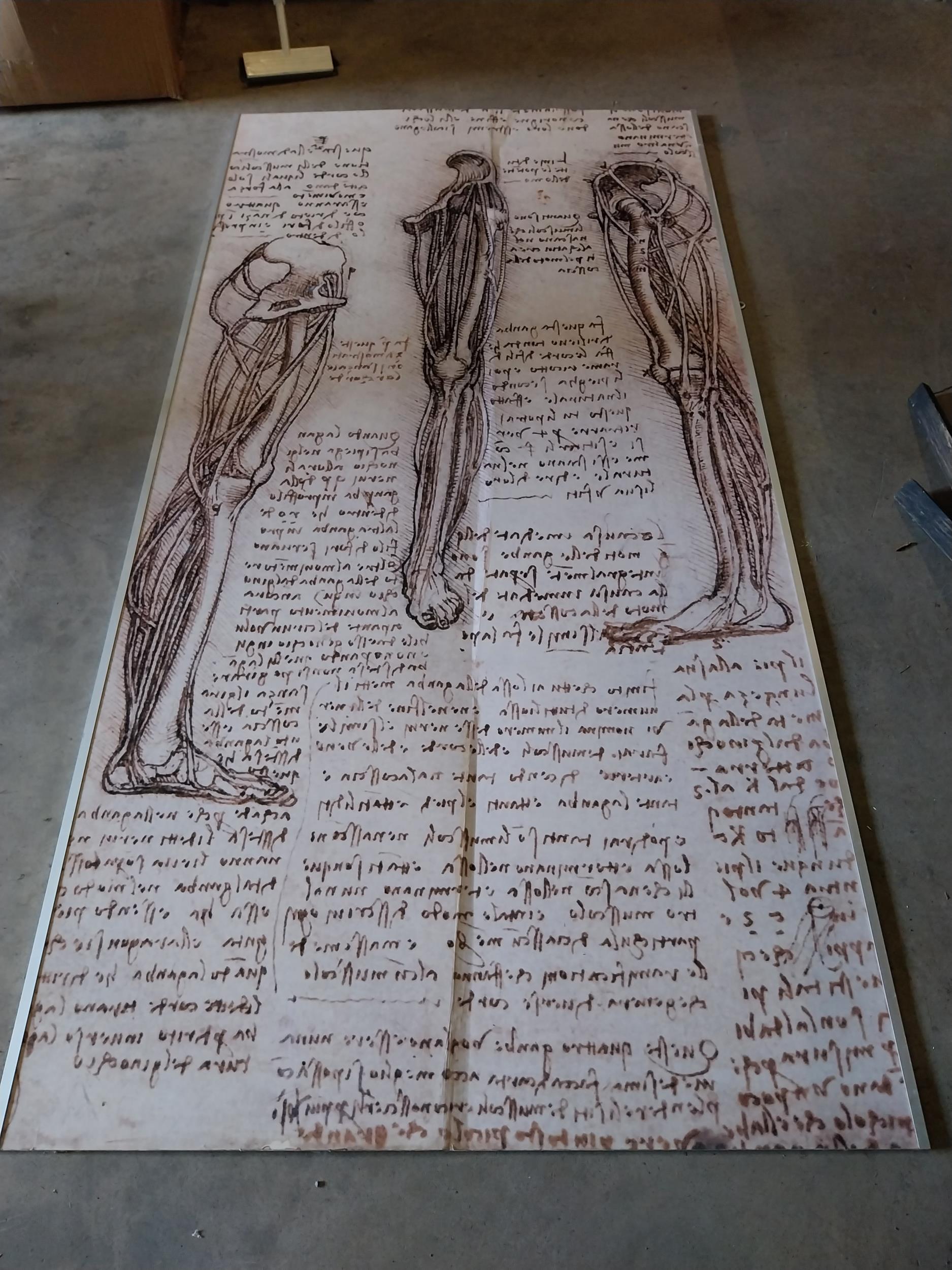 Anatomical wall chart originally from the Royal College of Surgeons{240 cm H x 121 cm W x 2 cm D}.