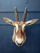 Taxidermy Gazelle head {H 110cm x W 40cm x D 72cm }.