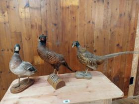 Three taxidermy birds - Duck and two pheasants