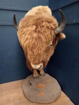 Taxidermy model of Bison with drinks cabinet. {H 190cm x W 100cm x D 150cm}.