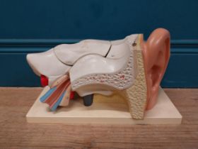 Anatomical model of the Ear. {20 cm H x 35 cm W x 18 cm D}.