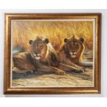 An oil painting on canvas of two resting lions. Signed to bottom left, Liu Qiang 2001. Overall