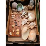 A box of various shells